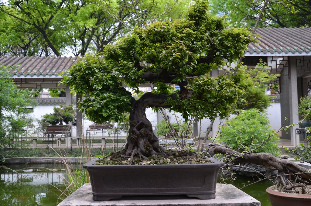 DSC_1018.jpg