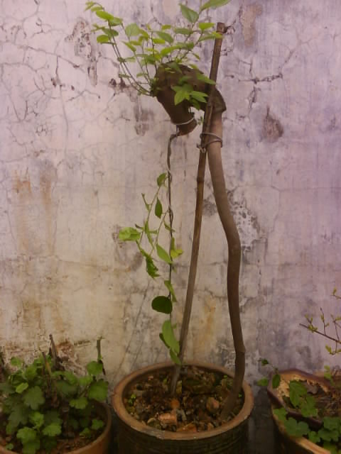 DSC01525.JPG