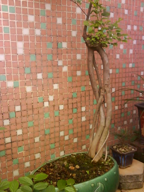 DSC01524.JPG