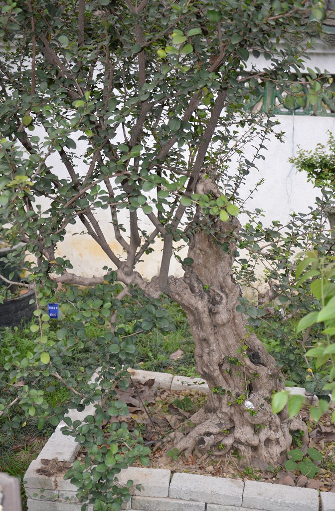 DSC_1050.jpg