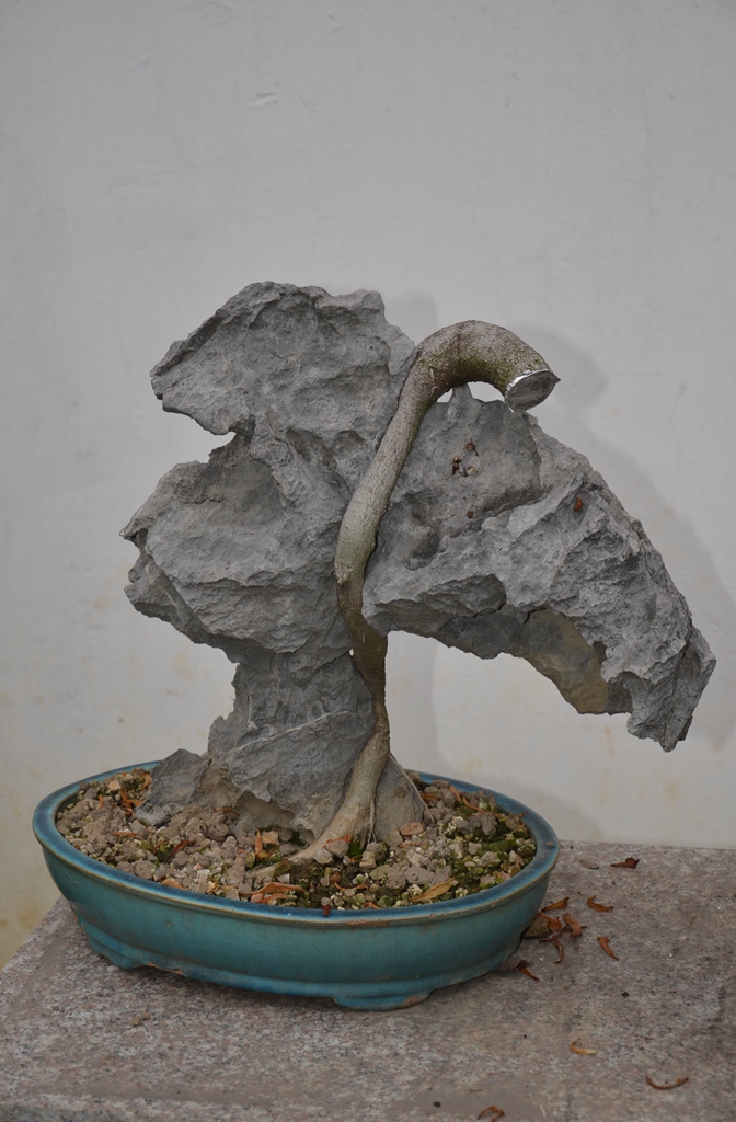 DSC_1040.jpg