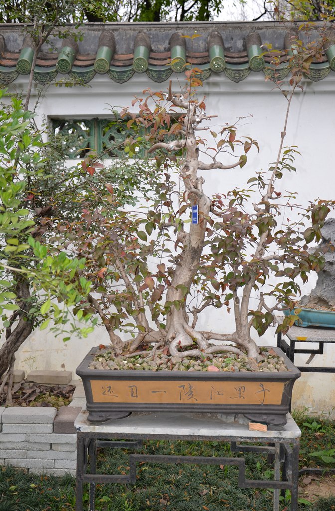 DSC_1042.jpg