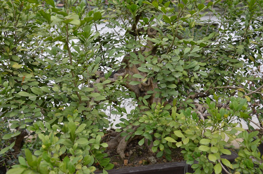 DSC_1044.jpg