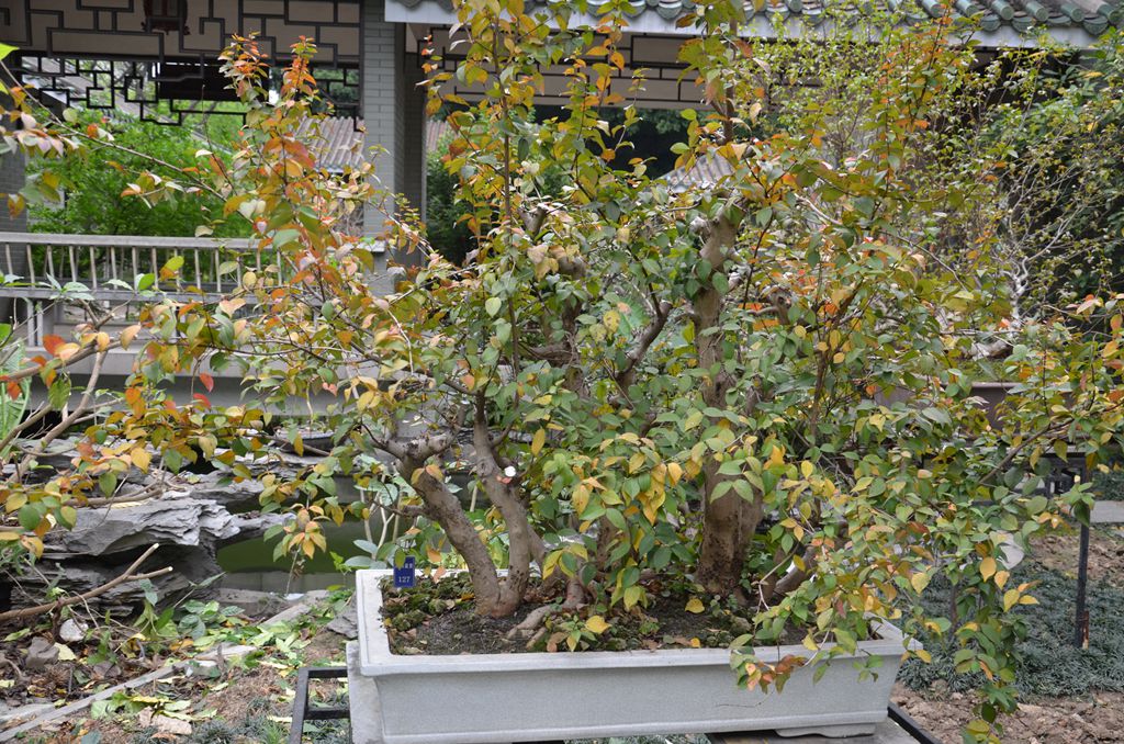 DSC_1065.jpg