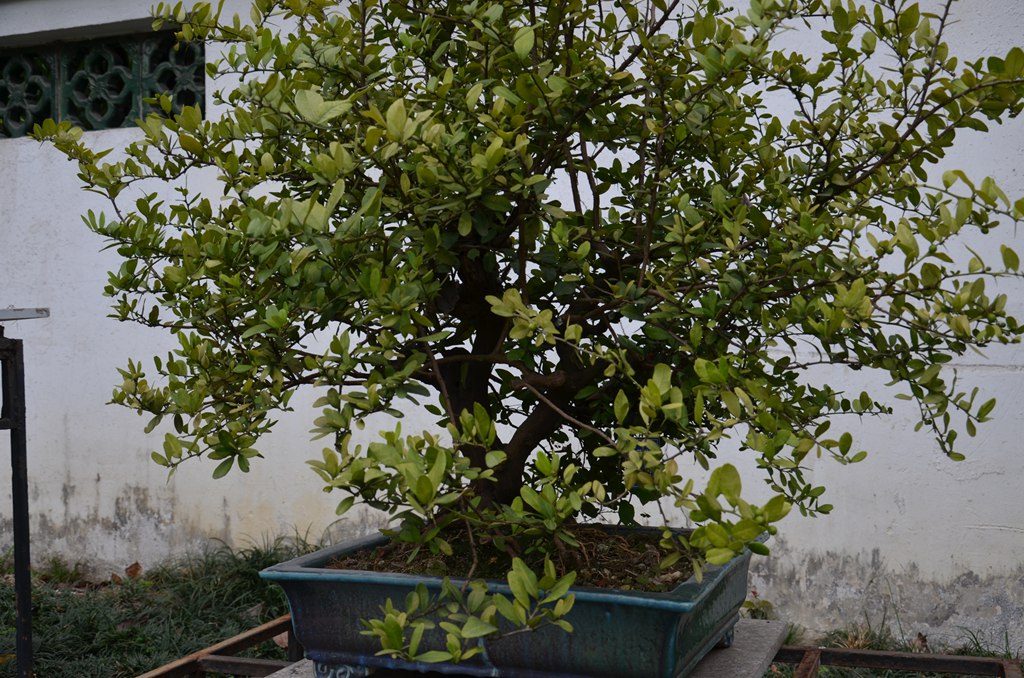 DSC_1062.jpg