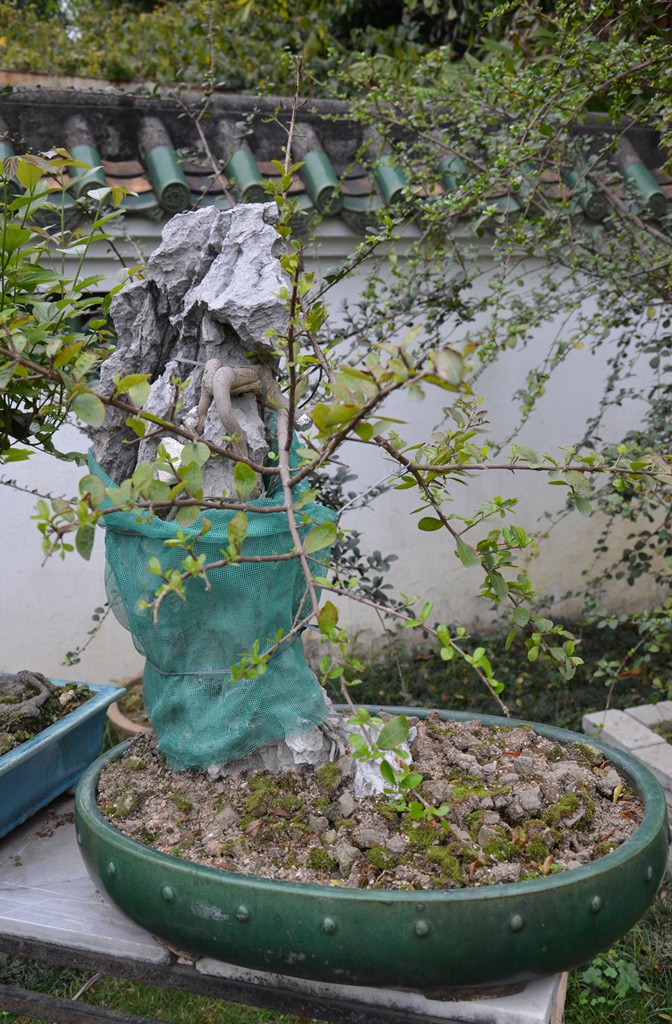 DSC_1052.jpg
