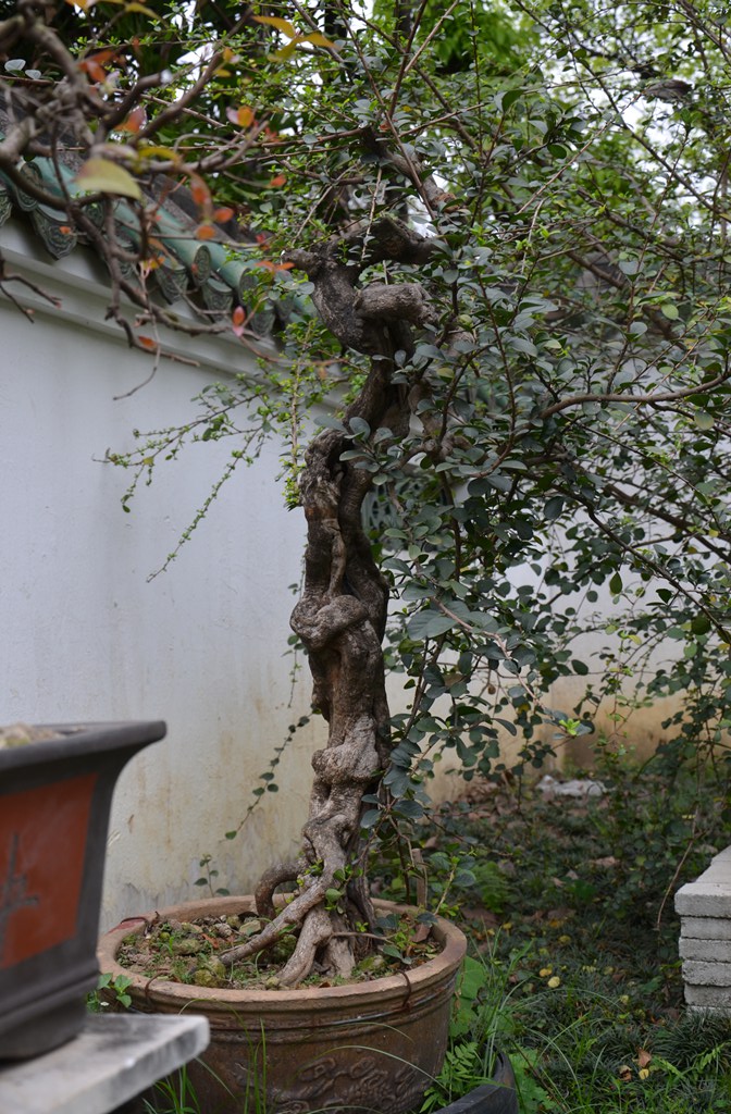 DSC_1055.jpg