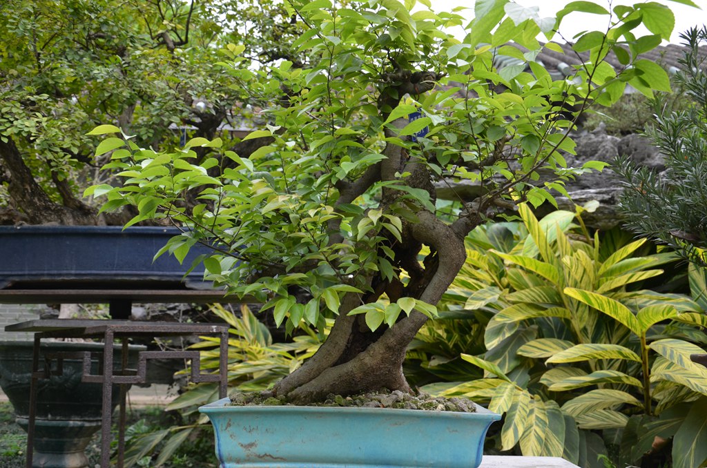 DSC_1057.jpg