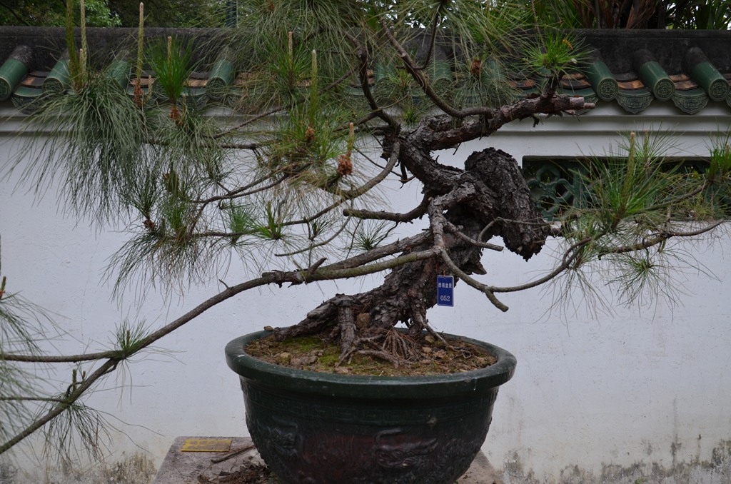 DSC_1064.jpg