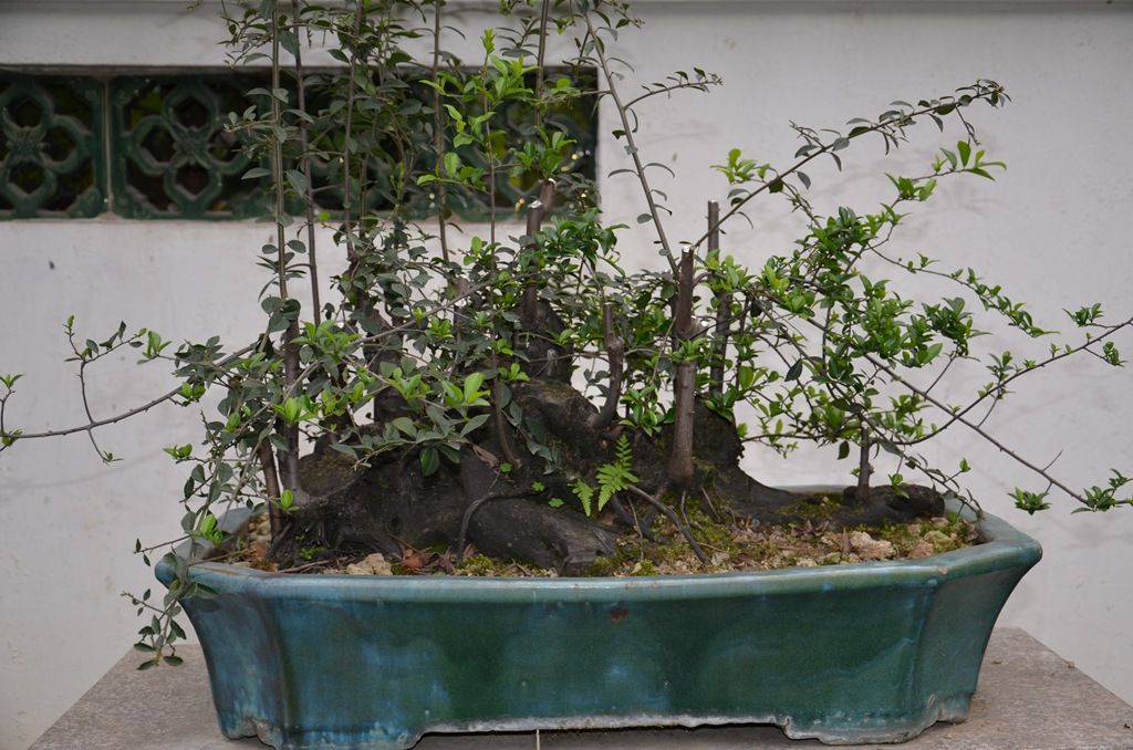 DSC_1066.jpg