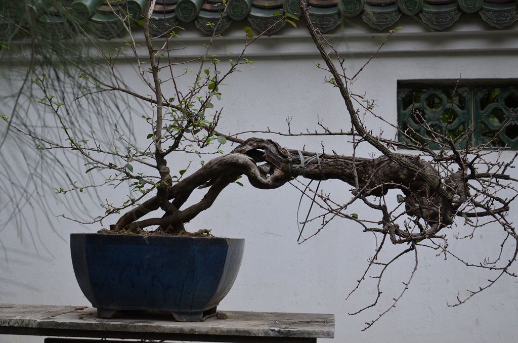 DSC_1067.jpg