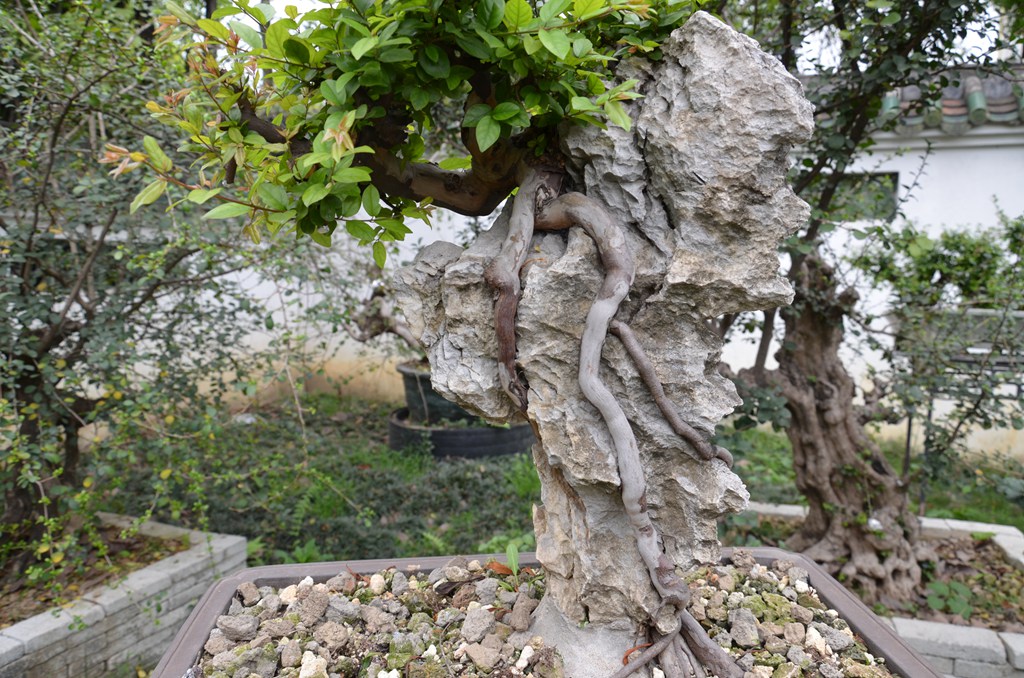 DSC_1073.jpg