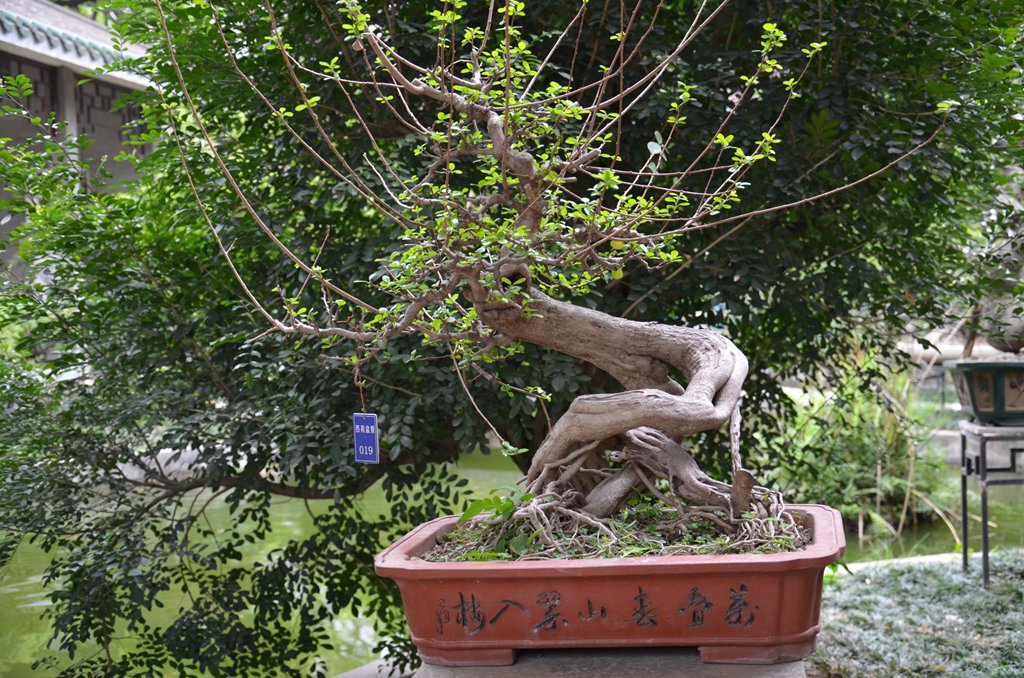 DSC_1075.jpg