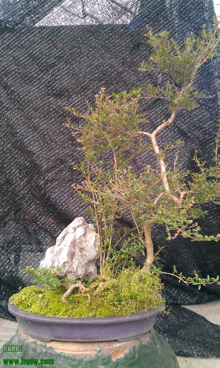 IMAG0033.jpg