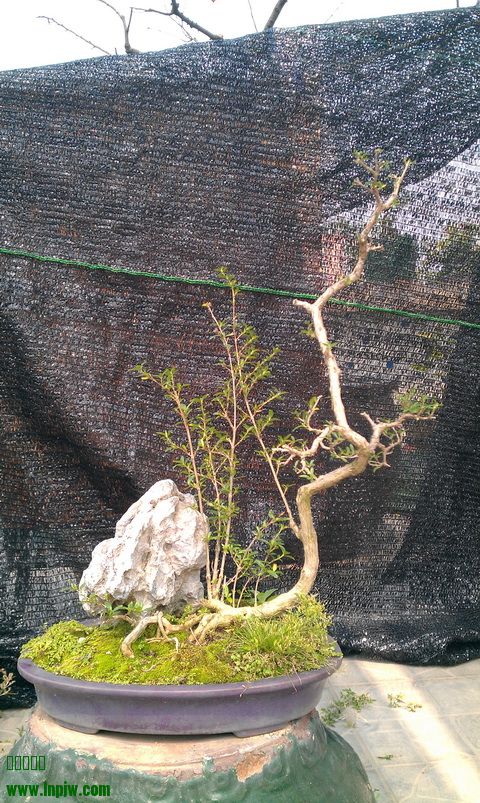 IMAG0034.jpg