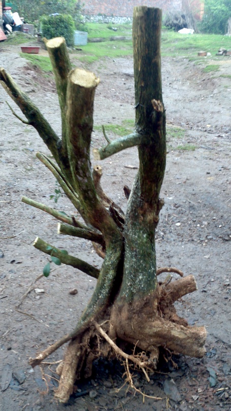 2014-03-22_16-16-27_742_conew1.jpg