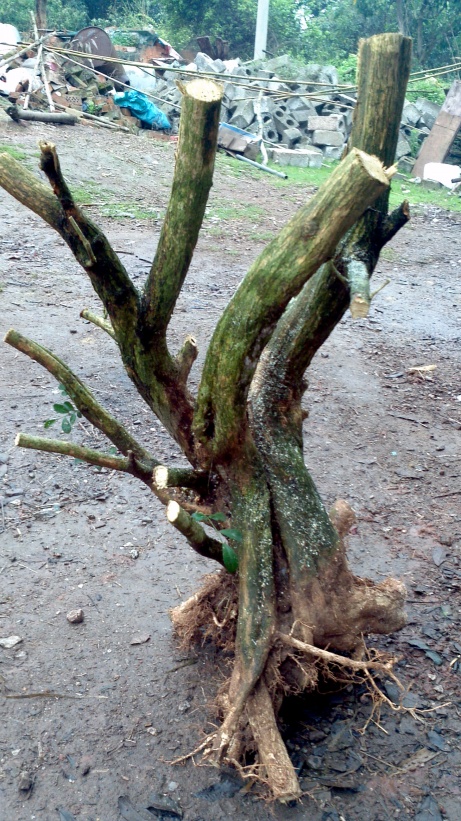 2014-03-22_16-16-39_386_conew1.jpg
