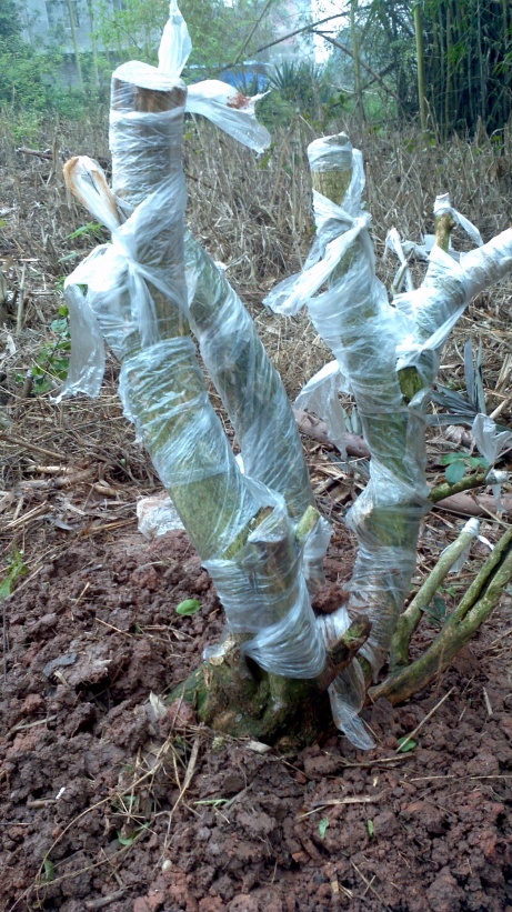 2014-03-23_14-40-22_921_conew1.jpg
