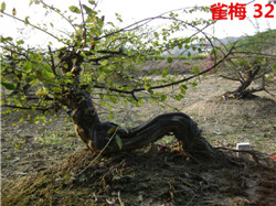 DSC04210_.jpg