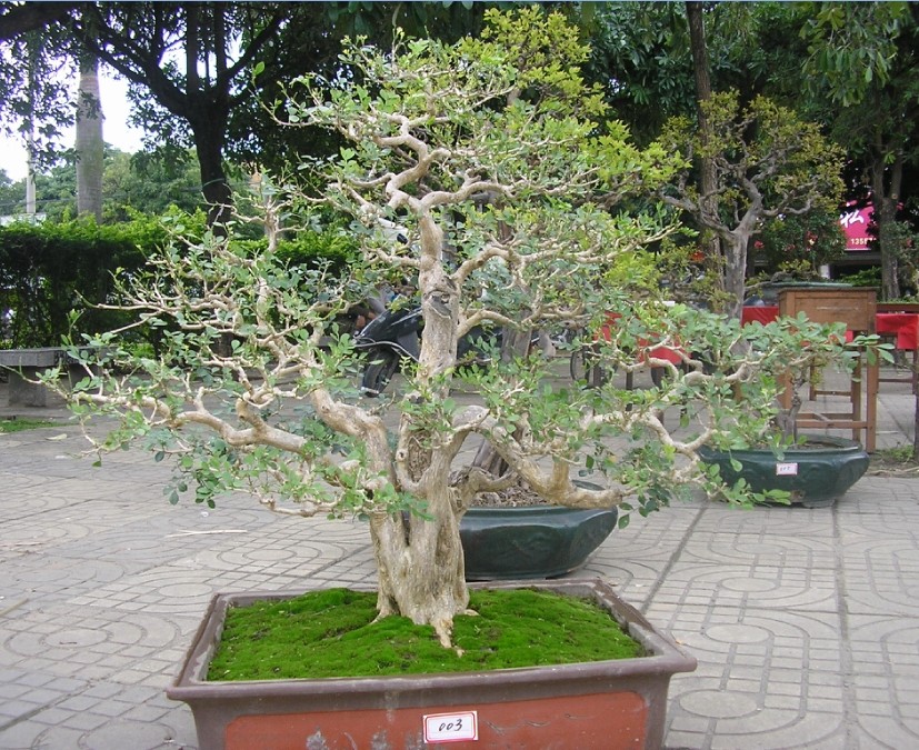 96.jpg