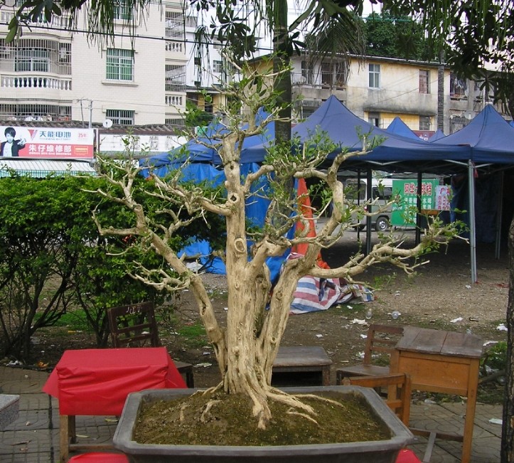 98.jpg