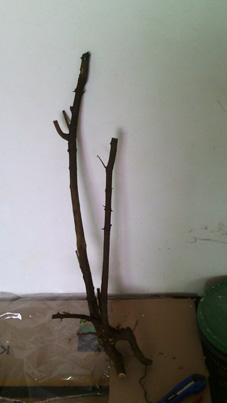 һ˫ˣСúܣ70CM
