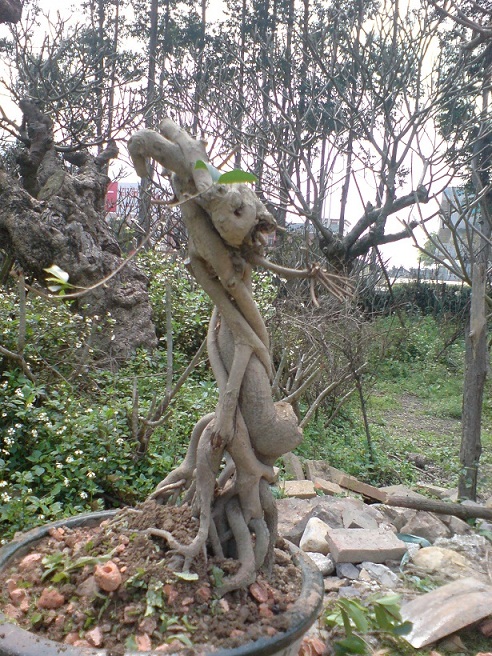 DSC06345.JPG