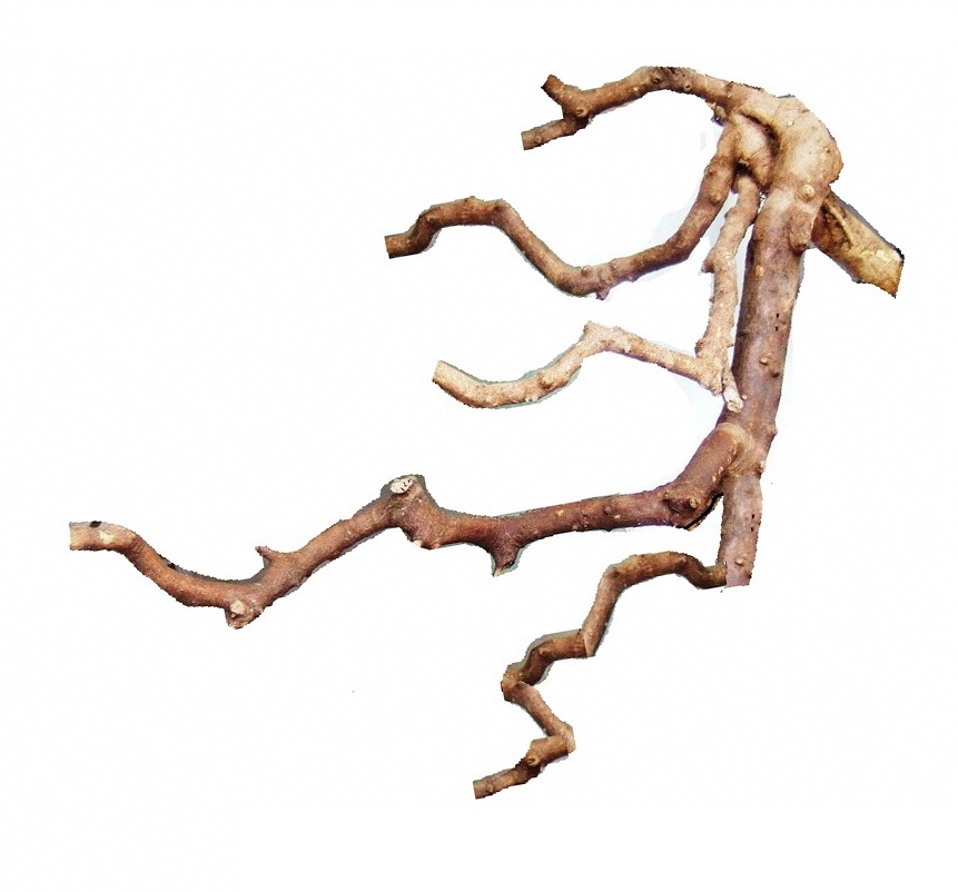 DSCF5468 - .jpg