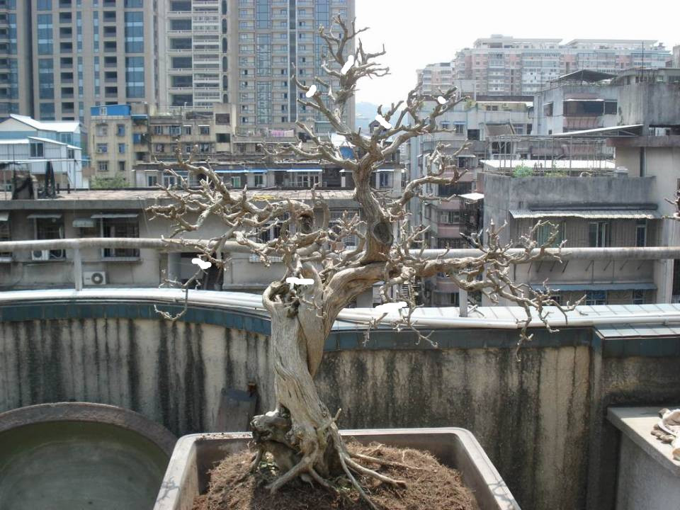 131500evpv9ypd2vgy9mp0.jpg.thumb_.jpg