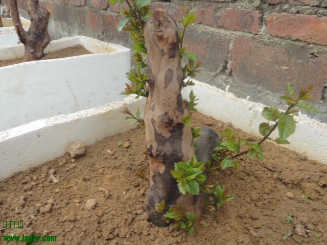 P1000613.JPG