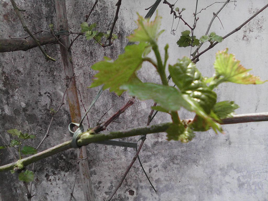 IMG_20140327_114135_.jpg