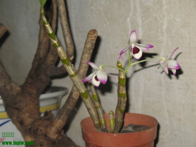IMG_7996.JPG