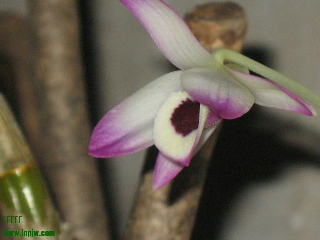 IMG_8001.JPG