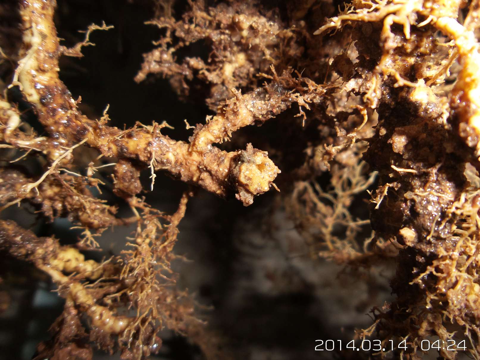 20140314_042455.jpg