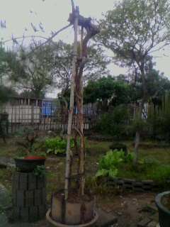 IMG0375A.jpg