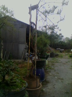 IMG0377A.jpg