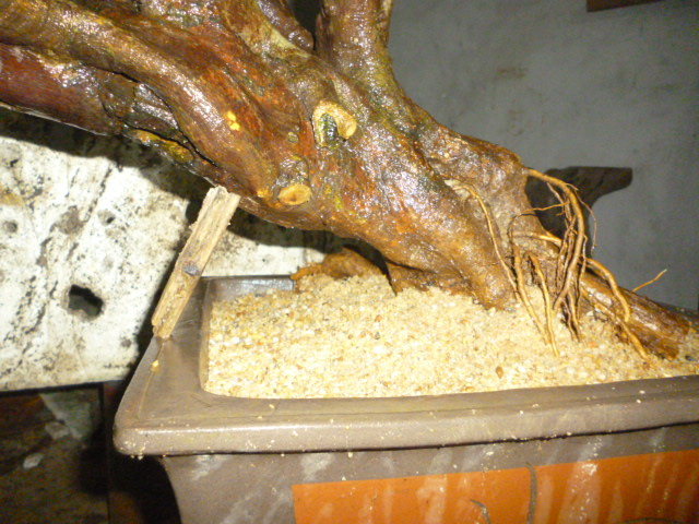 P1100465.JPG