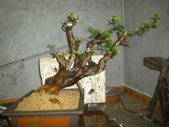 P1100458.JPG