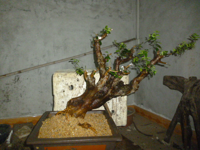 P1100459.JPG