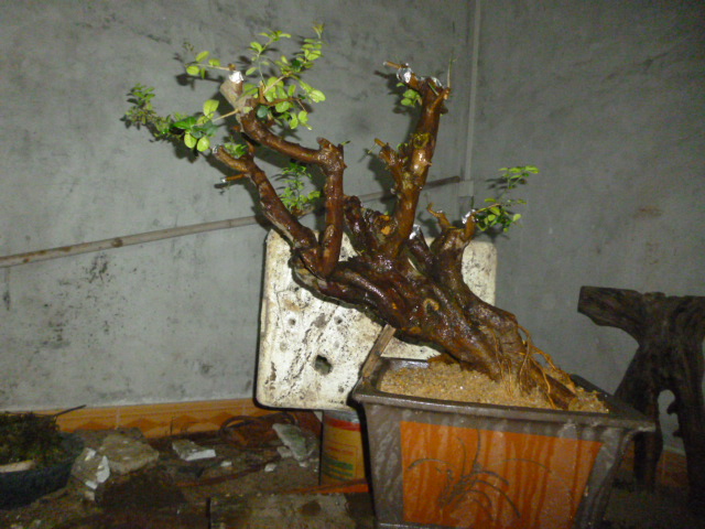 P1100460.JPG