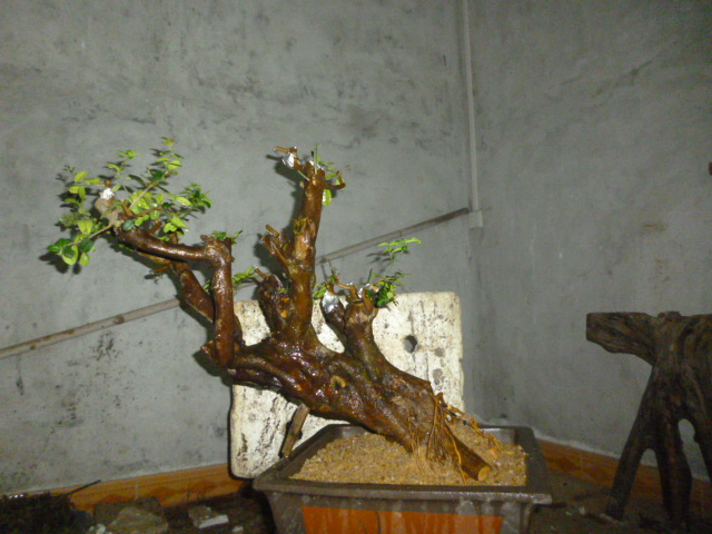 P1100461.JPG