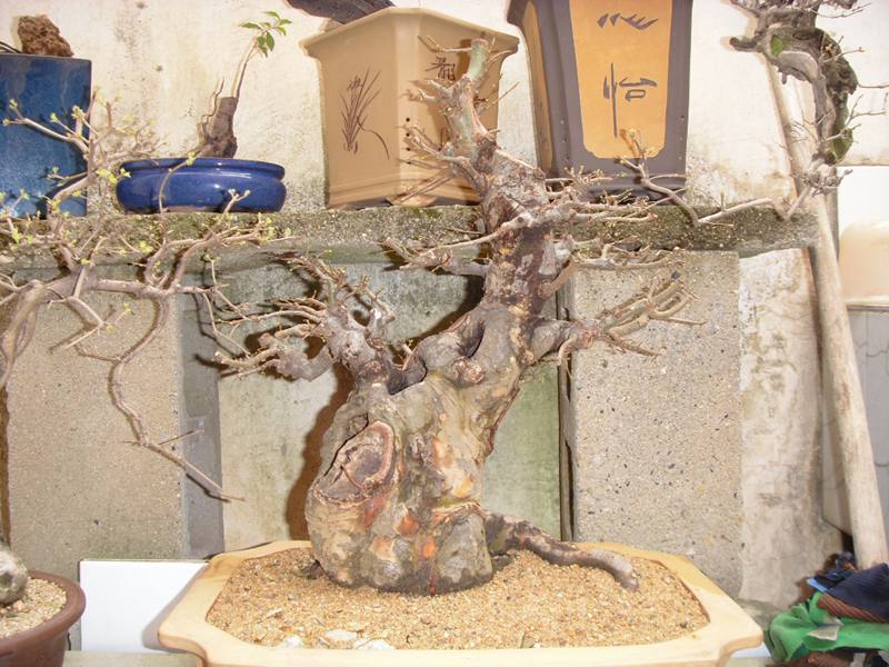 SDC13796.JPG