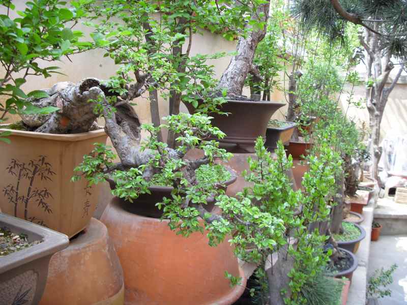 SDC14018.JPG