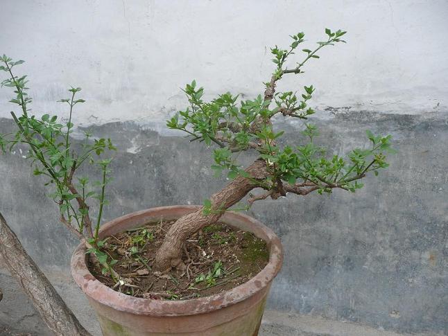 P1050301.JPG