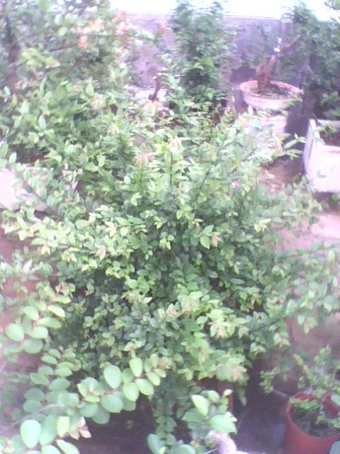 IMG1246A_ת.jpg