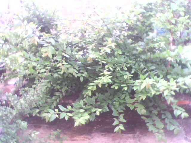 IMG1244A_ת.jpg