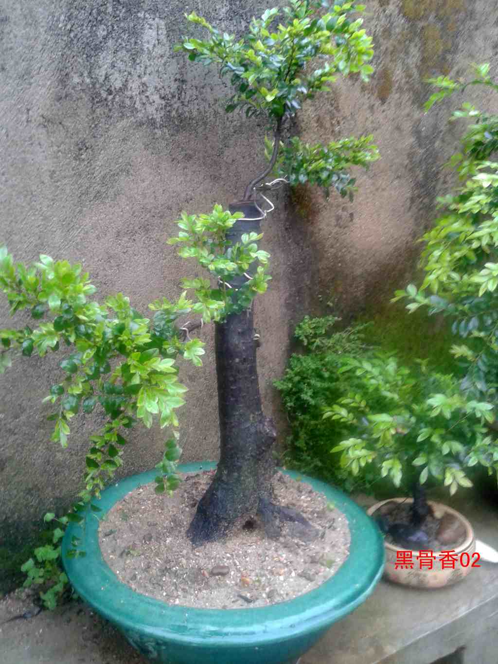 ֱ˺ڹ.jpg