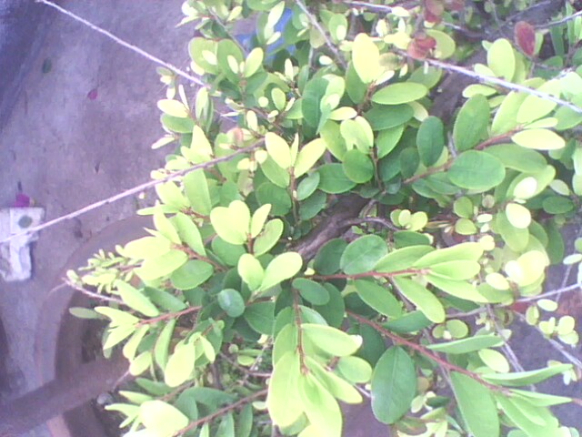 IMG1248A.jpg