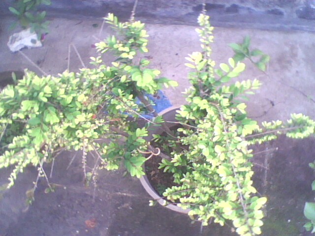 IMG1249A.jpg