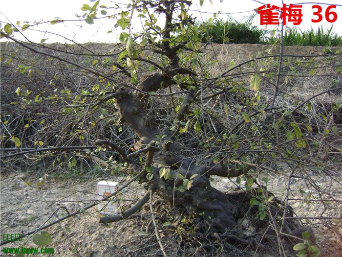 DSC04201_.jpg